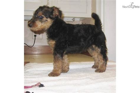 Youll Love This Female Airedale Terrier Puppy Looking For A New Home