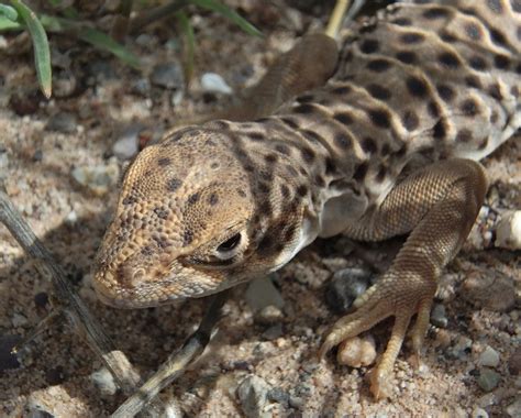 Free Images : nature, wilderness, desert, wildlife, portrait, macro, amphibian, fauna, lizard ...