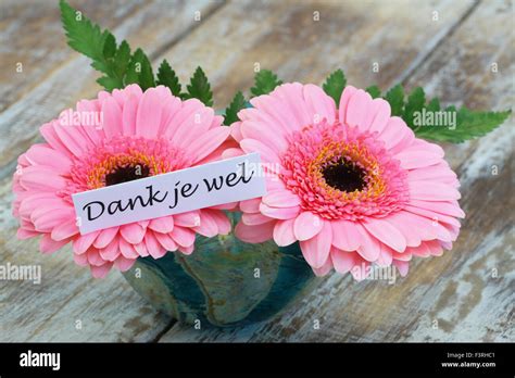 Dank Je Wel Which Means Thank You In Dutch With Pink Gerbera Daisies