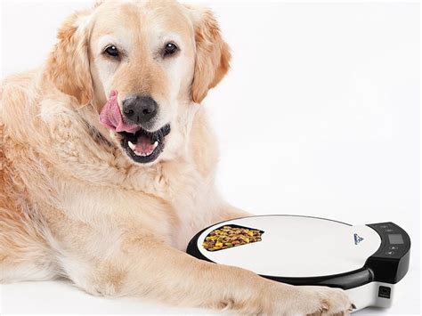 5 Best Automatic Wet Food Dog Feeders - Healthy Homemade Dog Treats