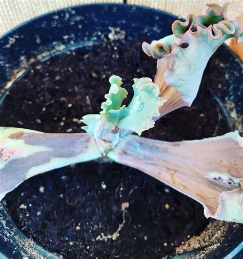 The Ultimate Guide To Reviving Your Succulents