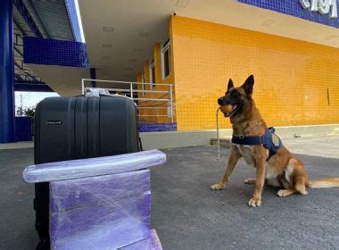 Conquista ajuda de cão farejador PRF encontra maconha levada em