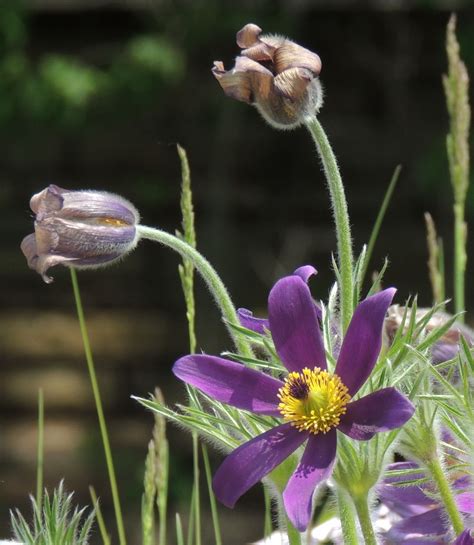 Purple Flower With Yellow Center Walter Reeves The Georgia Gardener