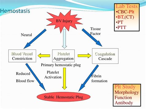 Ppt Hemodynamic Disorders Thromboembolic Disease Shock Powerpoint