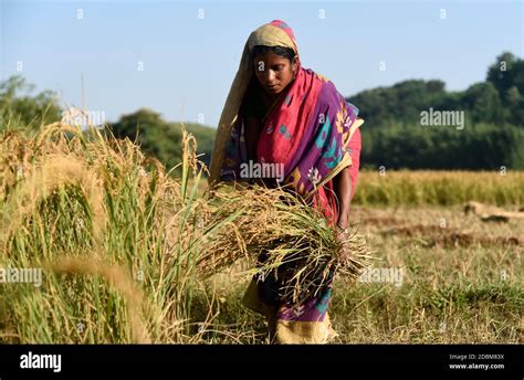 Farmer Woman In India Village High Resolution Stock Photography and Images - Alamy