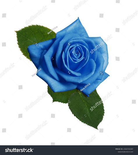 Blue Roses White Background