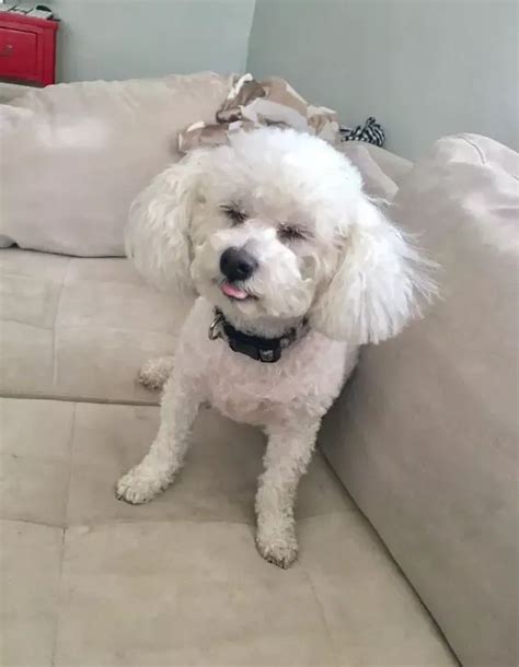 20 Best Bichon Frise Haircuts For Your Puppy Artofit