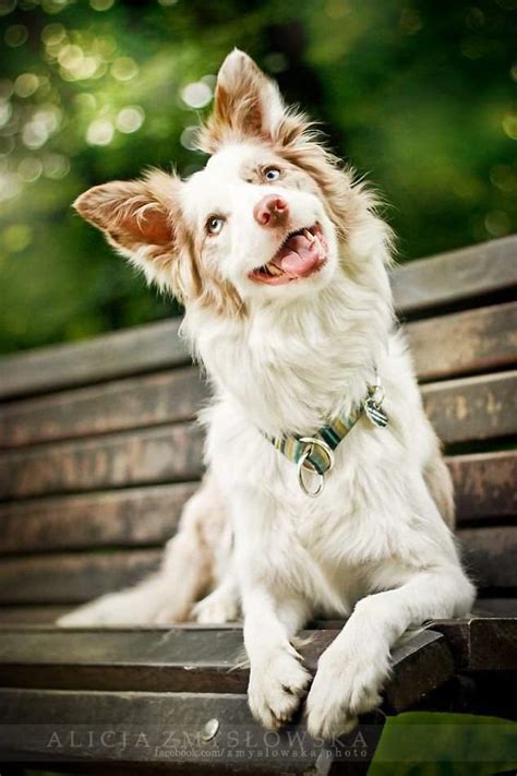 ~Акина~ | Wiki | Животные 🐾 Фауна Амино [ФА] Amino
