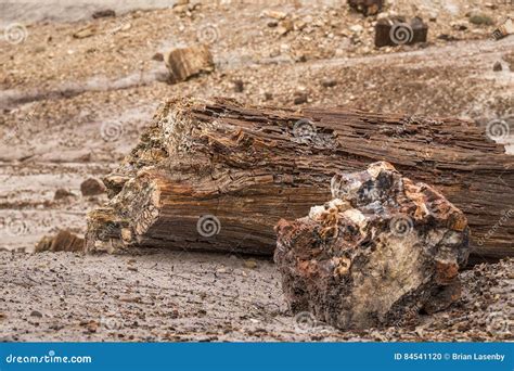 Fossilized Tree Trunk In Arizona S Petrified Forest National Par Stock