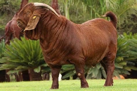 Kalahari Red Goat Breed Info Characteristics Breeding