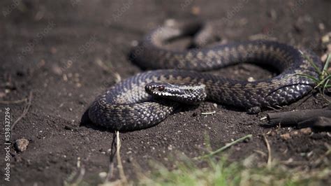 Venomous adder viper snake (Vipera berus) attack and bite Stock Photo | Adobe Stock