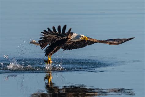 Bald Eagle Doug Phillips Flickr