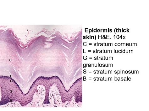 Stratum Corneum How Does Your Body Keep