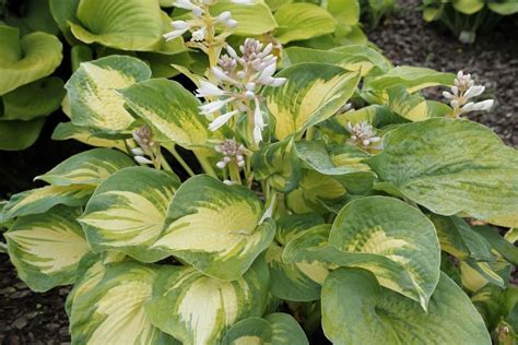 How To Grow Hostas A Gardener S Guide The Grassy Root