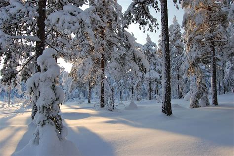 Vinterskog VIII Skogastadir Flickr