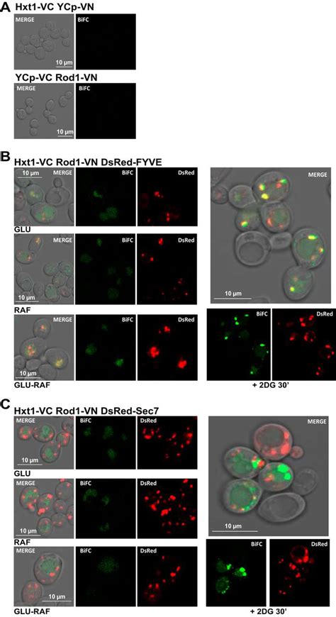 Regulation of the Yeast Hxt6 Hexose Transporter by the Rod1 α Arrestin