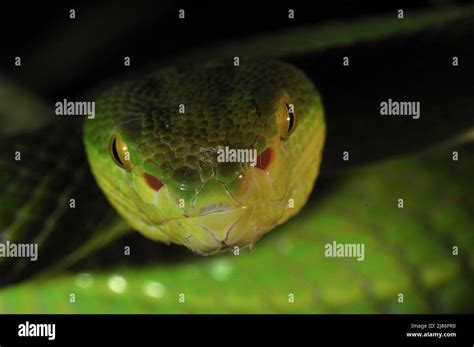 Portrait Of White Lipped Pit Viper Stock Photo Alamy