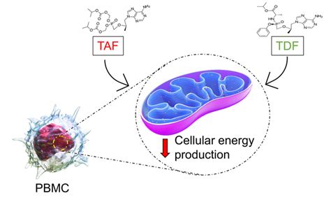 Mitochondria [image] Eurekalert Science News Releases