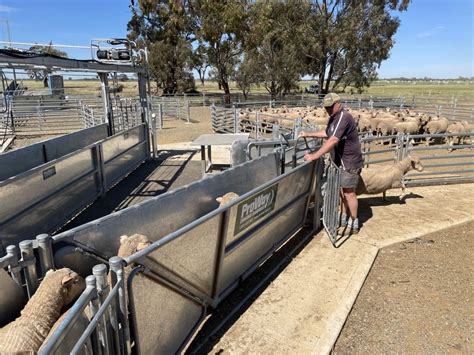 Sheep Yards And Shearing Shed Diggora West Victoria Proway