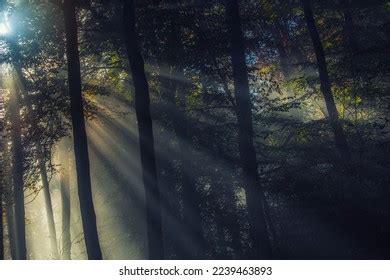 Sun Rays Misty Forest Stock Photo Shutterstock