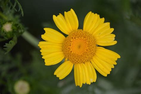 Flor Amarilla Girasol Naturaleza Foto Gratis En Pixabay Pixabay