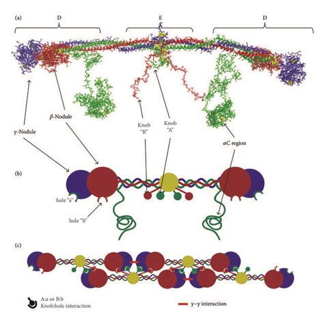 PDF Biophysical Mechanisms Mediating Fibrin Fiber Lysis