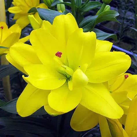 Лилия Йеллоу Беллиз: описание и характеристики сорта, особенности ...