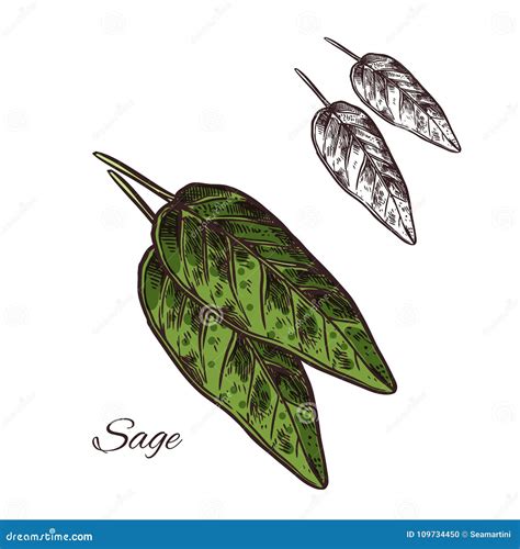 Sage Seasoning Plant Vector Sketch Plant Icon Stock Vector