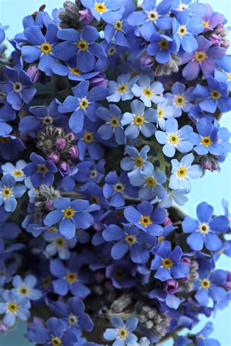 Forget Me Not Flowers Meaning And Symbolism