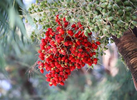 Fruit M R Rouge D Ar Quier Photo Stock Image Du Noix