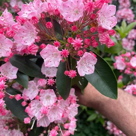 Kalmia Latifolia Mountain Laurel