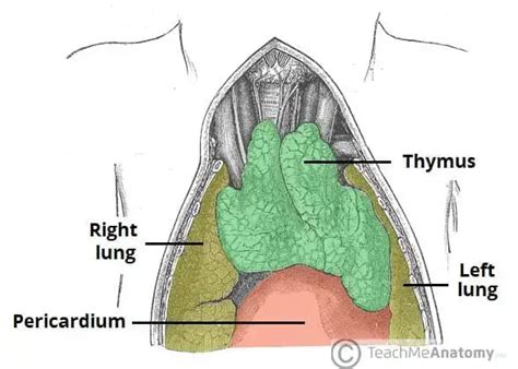 Thymus Gland Definition Structure Location Hormones Functions