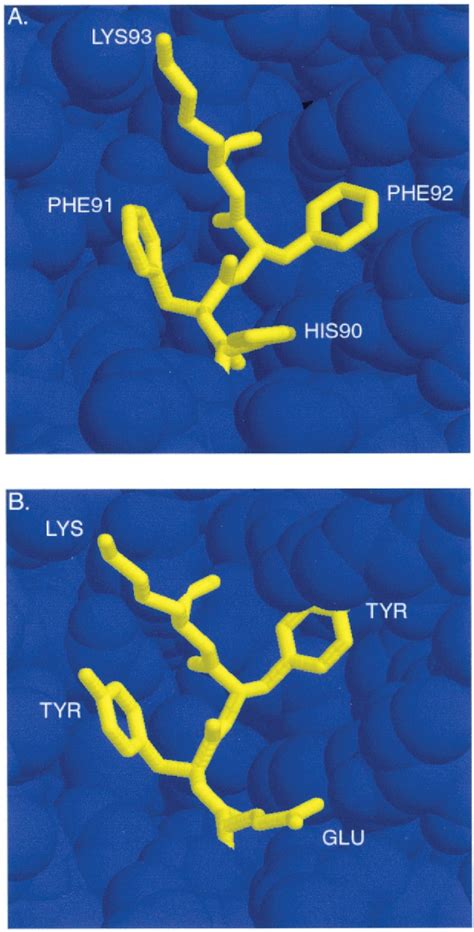 Figure 3 From Peptides Based On Mhc Tcr Binding Motifs