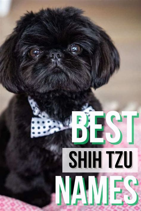 Best Shih Tzu Names Dog Grooming Shih Tzu Shih Tzu Puppy Training