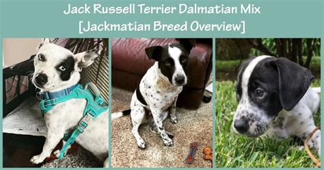 Jack Russell Terrier Dalmatian Mix [jackmatian Pictures And Breed Overview] Terrier Owner