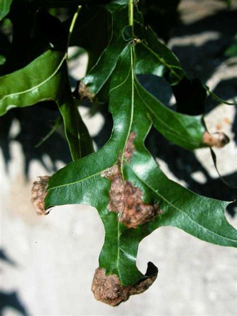 White Oak Diseases And Pests