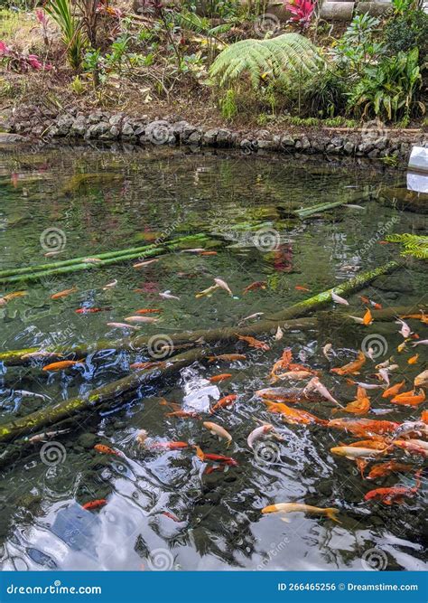 Koi Fish Pond Shot From Top Angle Stock Photo Image Of Shot Angle