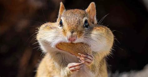 Chipmunk Behavior - AnimalBehaviorCorner