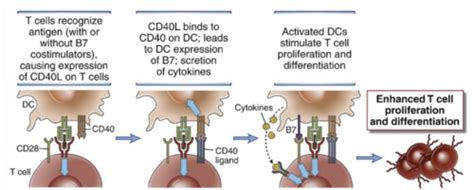 Cellular Immune Response T Cell Activation Flashcards Quizlet