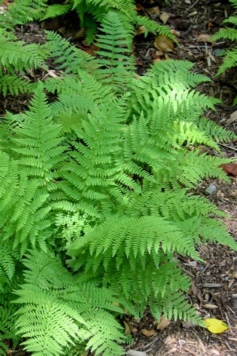 Buy Southern Wood Fern Thelypteris Kunthii FREE SHIPPING Wilson