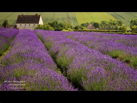 56 best images about Lavender Cottage on Pinterest | Gardens, English ...