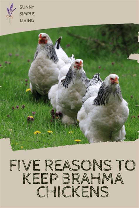 7 Reasons Why Brahmas Are The King Of All Chicken Breeds Sunny Simple