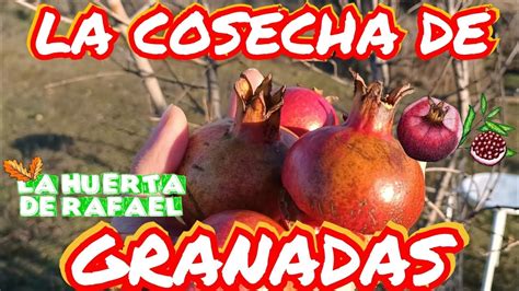 La Cosecha De Granadas Cosecha De Granadas O Granados El Cultivo