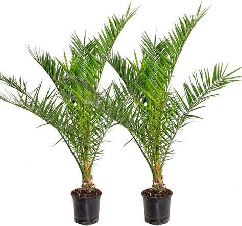 Gruenwaren Jakubik Palme XXL 160 180 Cm Phoenix Canariensis Kanarische