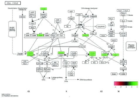 In Vivo 5 Week Kegg Pathway Analysis Gene Expression For A Clustered