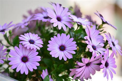 Margaritas Como Sembrar Y Cuidarlas Para Llenar De Flores Tu Jardín