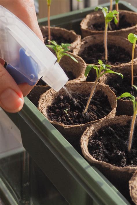 How To Fertilize Seedlings Transplants Get Plants Growing Fast