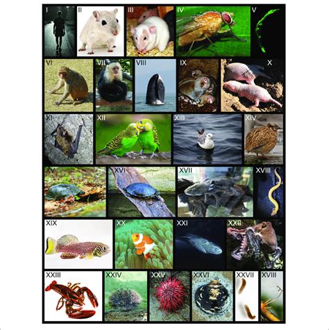 Classical And Alternative Model Species Of Aging Research In Order