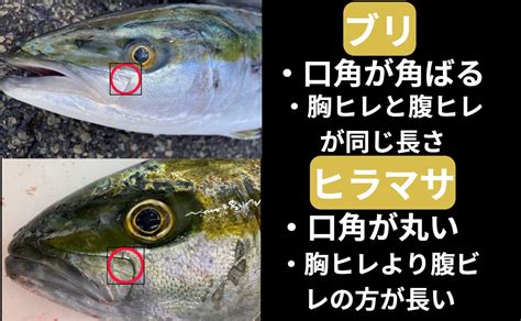 青物回遊釣魚ブリとヒラマサの違いは、口角が丸いか直角か。胸ビレと腹鰭が同じか長いか。魚種見分け方紹介。