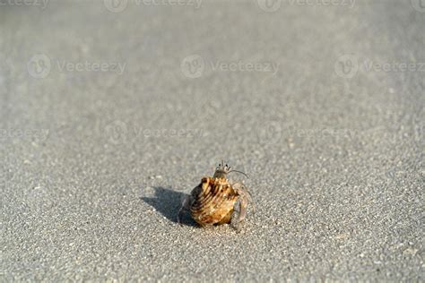 Hermit Crab On White Sand Tropical Paradise Beach Stock Photo